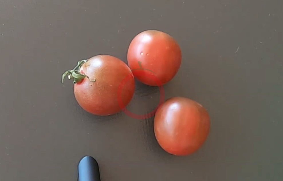 Ron´s Carbon Copy DER TOMATENFLÜSTERER