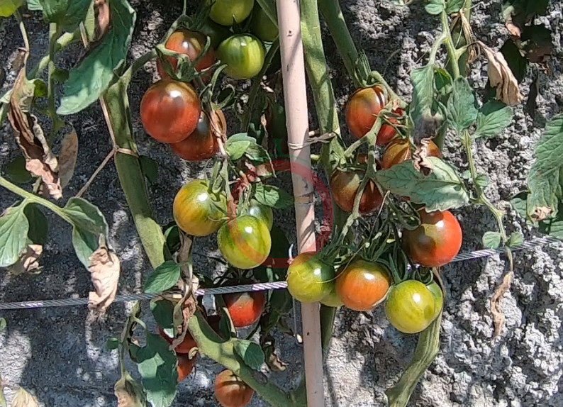 Ron´s Carbon Copy DER TOMATENFLÜSTERER