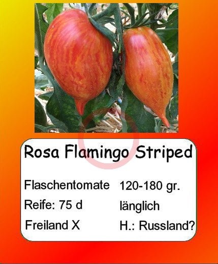 Rosa Flamingo Striped DER TOMATENFLÜSTERER