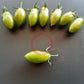 Samocvet Izumrudny DER TOMATENFLÜSTERER