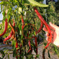 San Felipe DER TOMATENFLÜSTERER