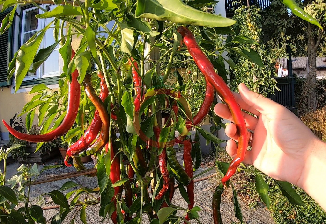 San Felipe DER TOMATENFLÜSTERER