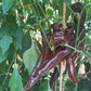 Saraga Giant Sweet Chocolate DER TOMATENFLÜSTERER