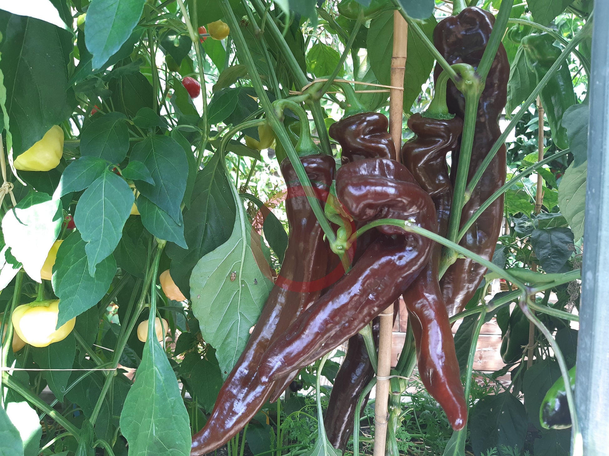 Saraga Giant Sweet Chocolate DER TOMATENFLÜSTERER