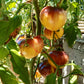 Sart Roloise DER TOMATENFLÜSTERER