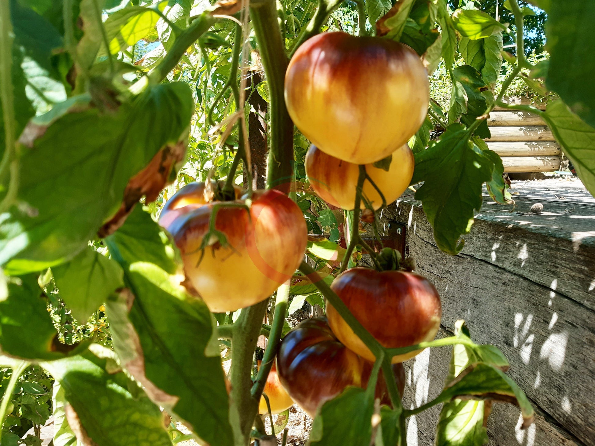Sart Roloise DER TOMATENFLÜSTERER
