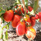 Schuravuschka DER TOMATENFLÜSTERER