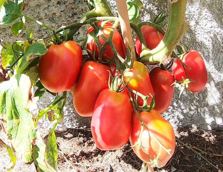 Schuravuschka DER TOMATENFLÜSTERER
