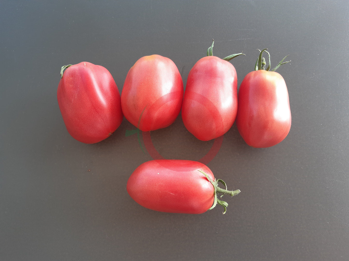 Schuravuschka DER TOMATENFLÜSTERER