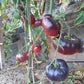 Scottsdale Road DER TOMATENFLÜSTERER