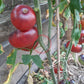 Scottsdale Road DER TOMATENFLÜSTERER