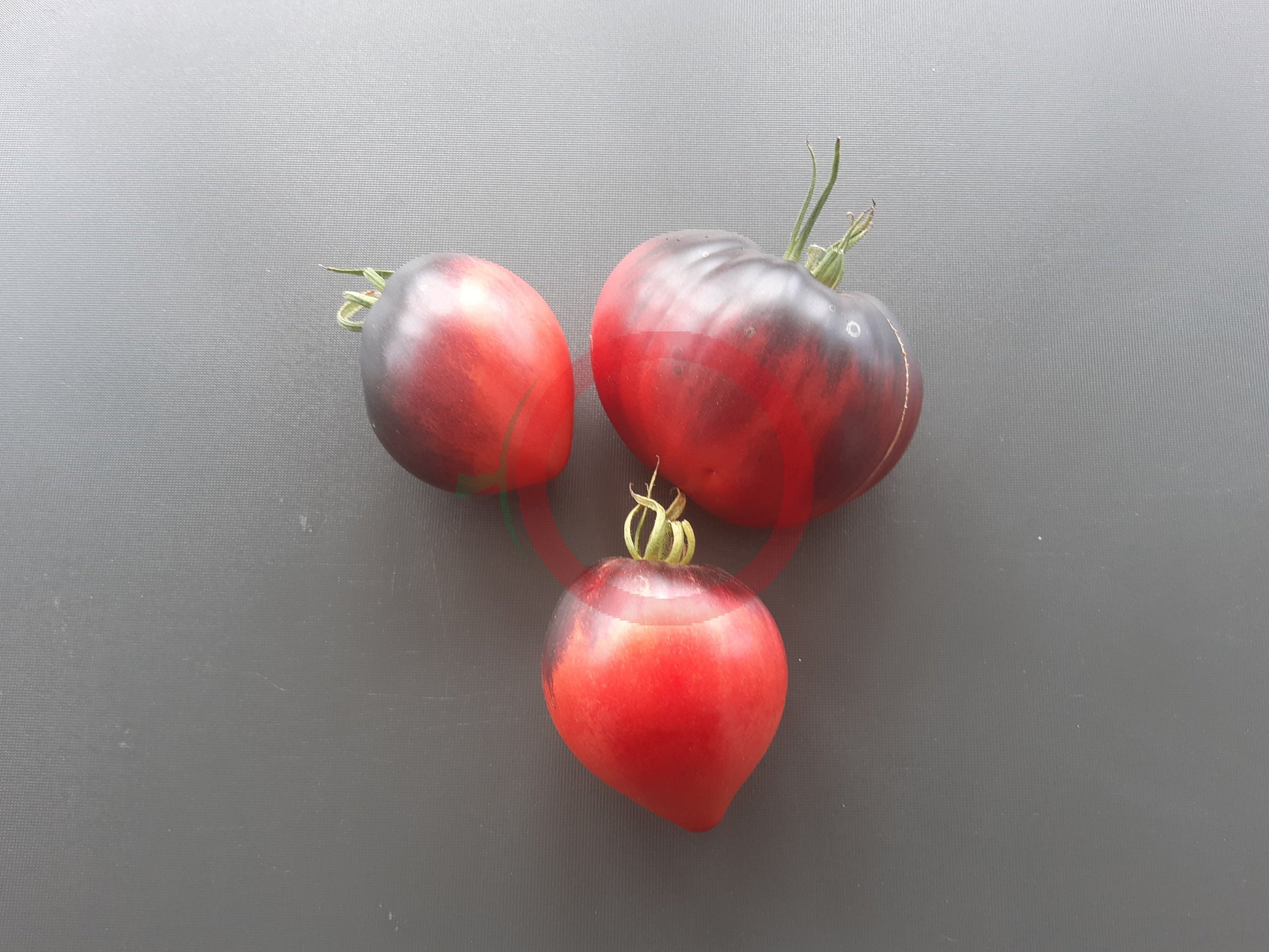 Sgt. Pepper´s DER TOMATENFLÜSTERER