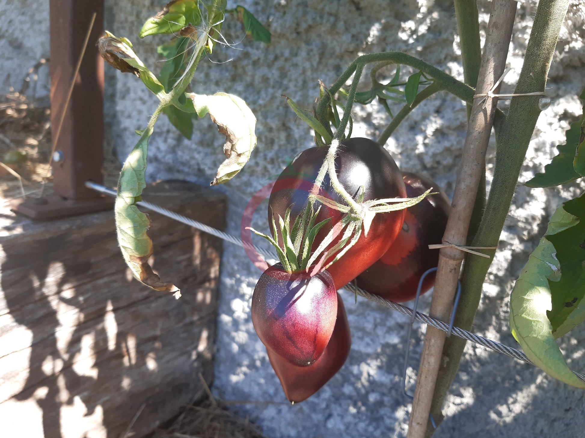 Sgt. Pepper´s DER TOMATENFLÜSTERER