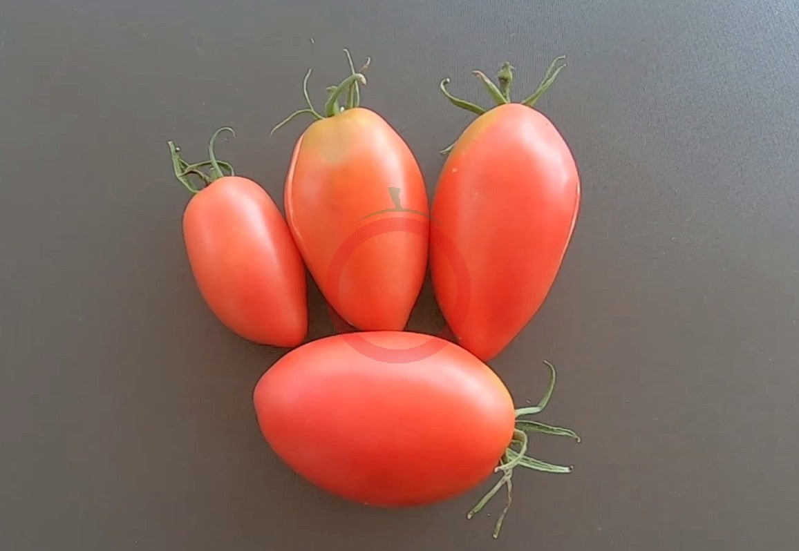 Sheboygan DER TOMATENFLÜSTERER