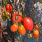 Sheboygan DER TOMATENFLÜSTERER