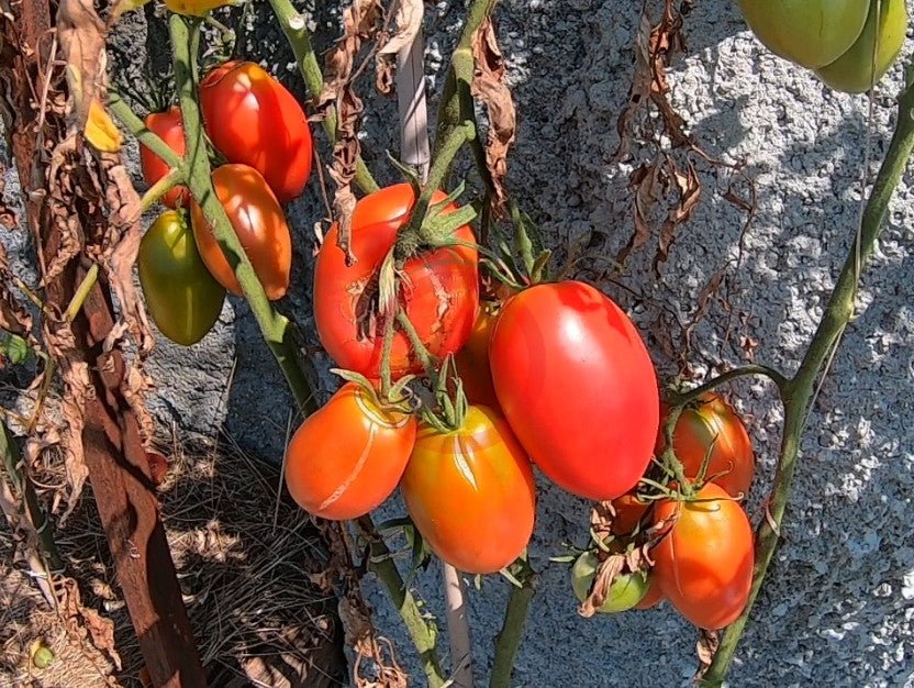 Sheboygan DER TOMATENFLÜSTERER