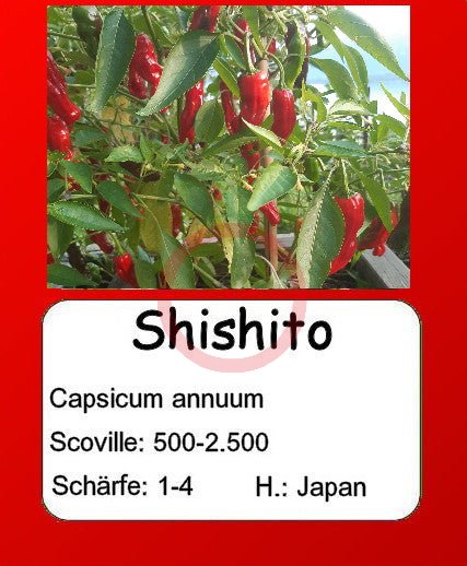 Shishito DER TOMATENFLÜSTERER