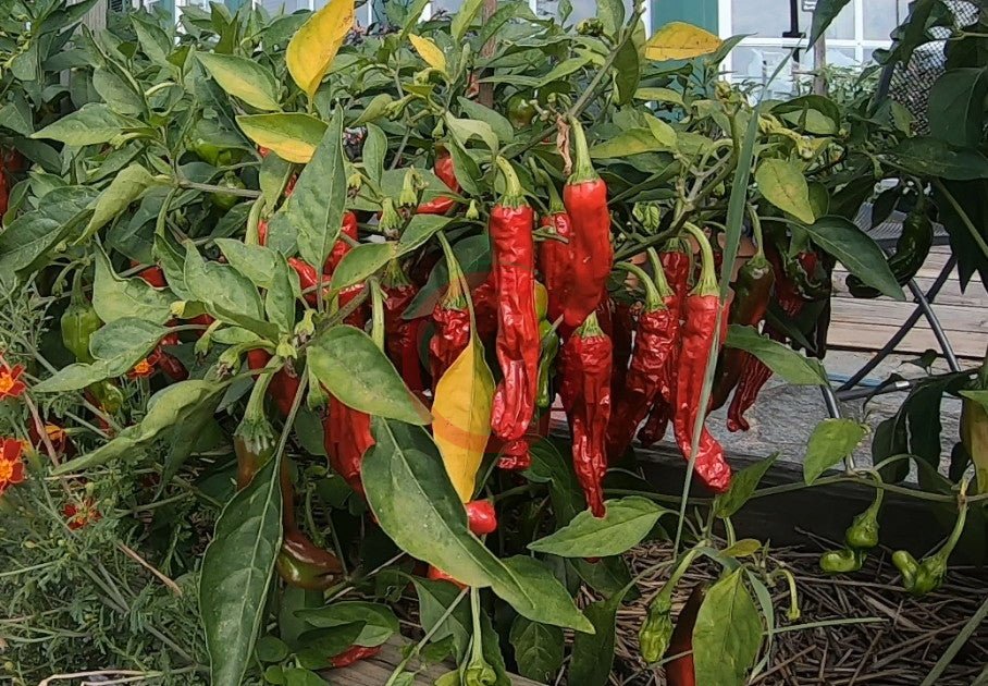 Shishito DER TOMATENFLÜSTERER