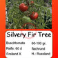 Silvery Fir Tree DER TOMATENFLÜSTERER