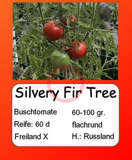 Silvery Fir Tree DER TOMATENFLÜSTERER