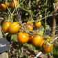 Six Fours DER TOMATENFLÜSTERER