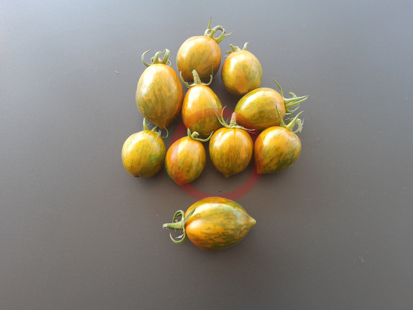 Six Fours DER TOMATENFLÜSTERER