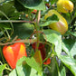 Soroksari DER TOMATENFLÜSTERER