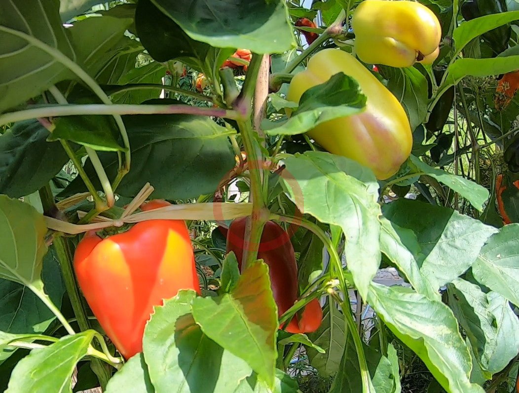 Soroksari DER TOMATENFLÜSTERER