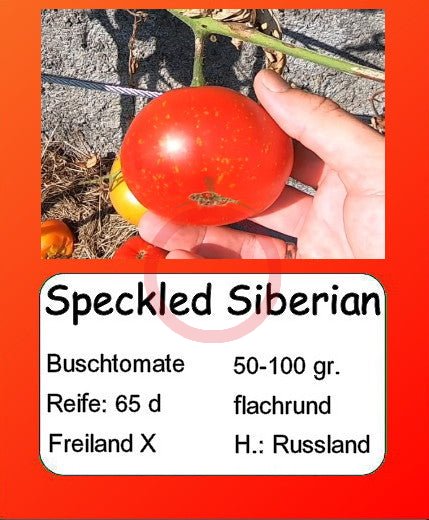Speckled Siberian DER TOMATENFLÜSTERER