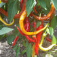 Spiral DER TOMATENFLÜSTERER