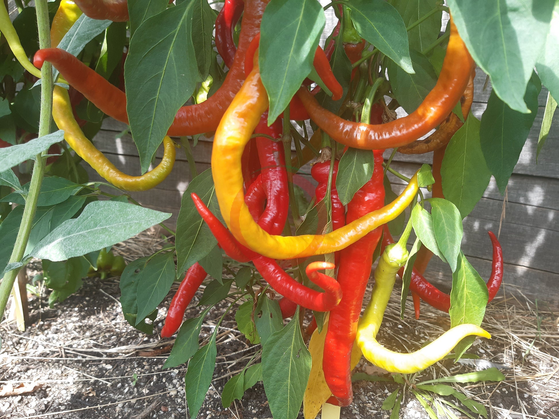 Spiral DER TOMATENFLÜSTERER