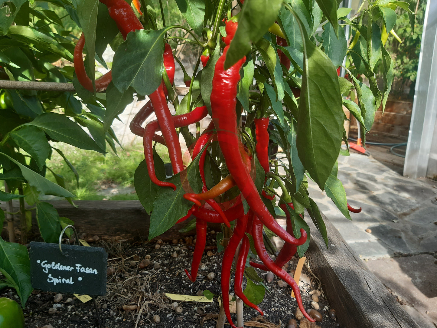 Spiral DER TOMATENFLÜSTERER