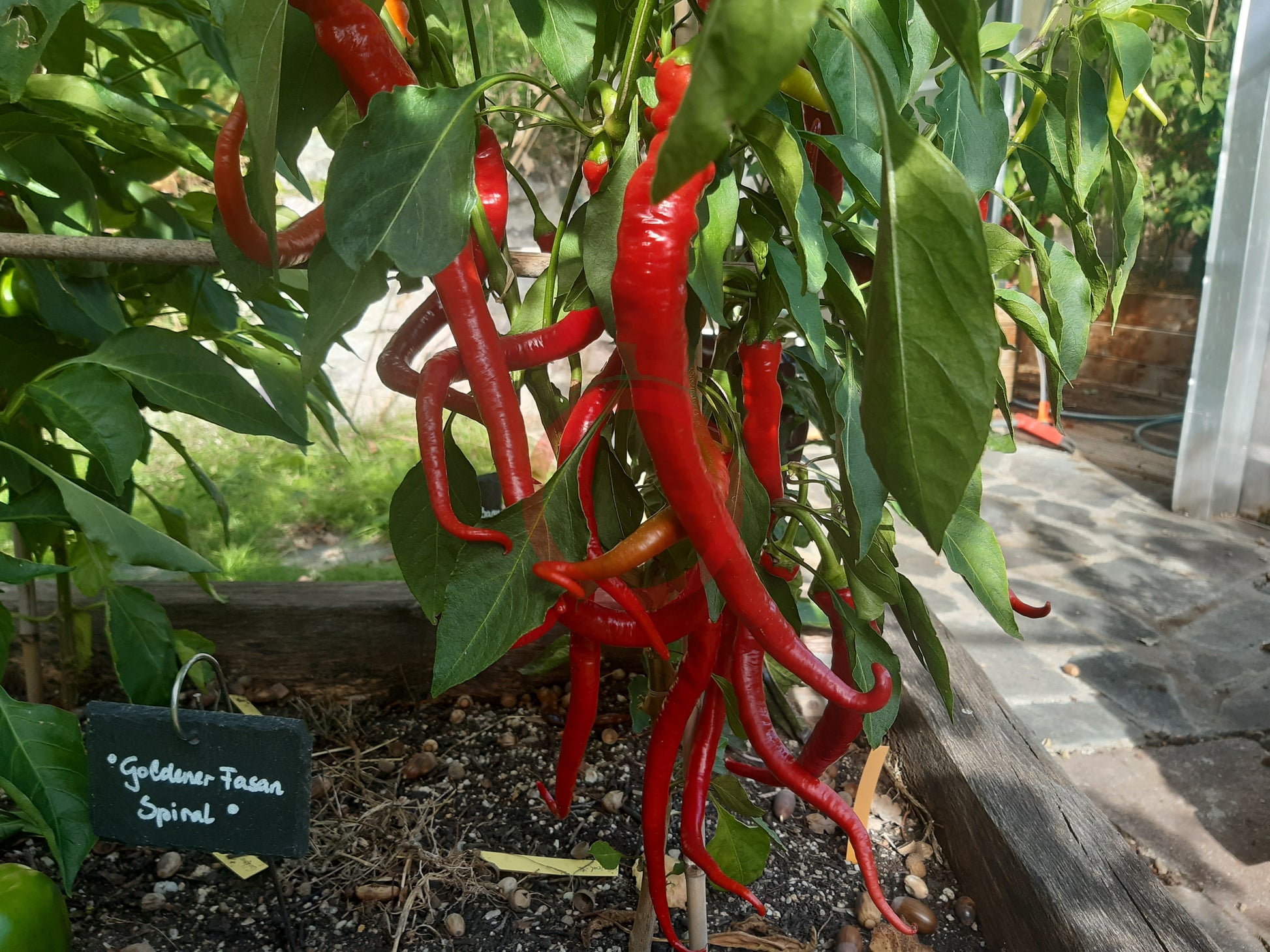 Spiral DER TOMATENFLÜSTERER