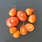 Starfire Isis DER TOMATENFLÜSTERER