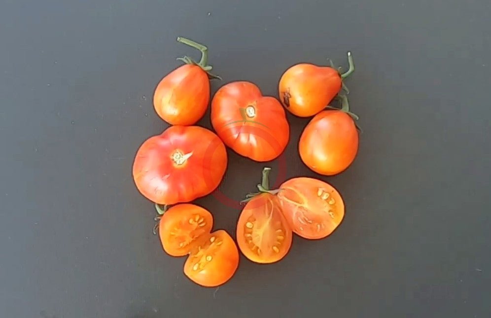 Starfire Isis DER TOMATENFLÜSTERER
