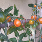 Starfire Isis DER TOMATENFLÜSTERER