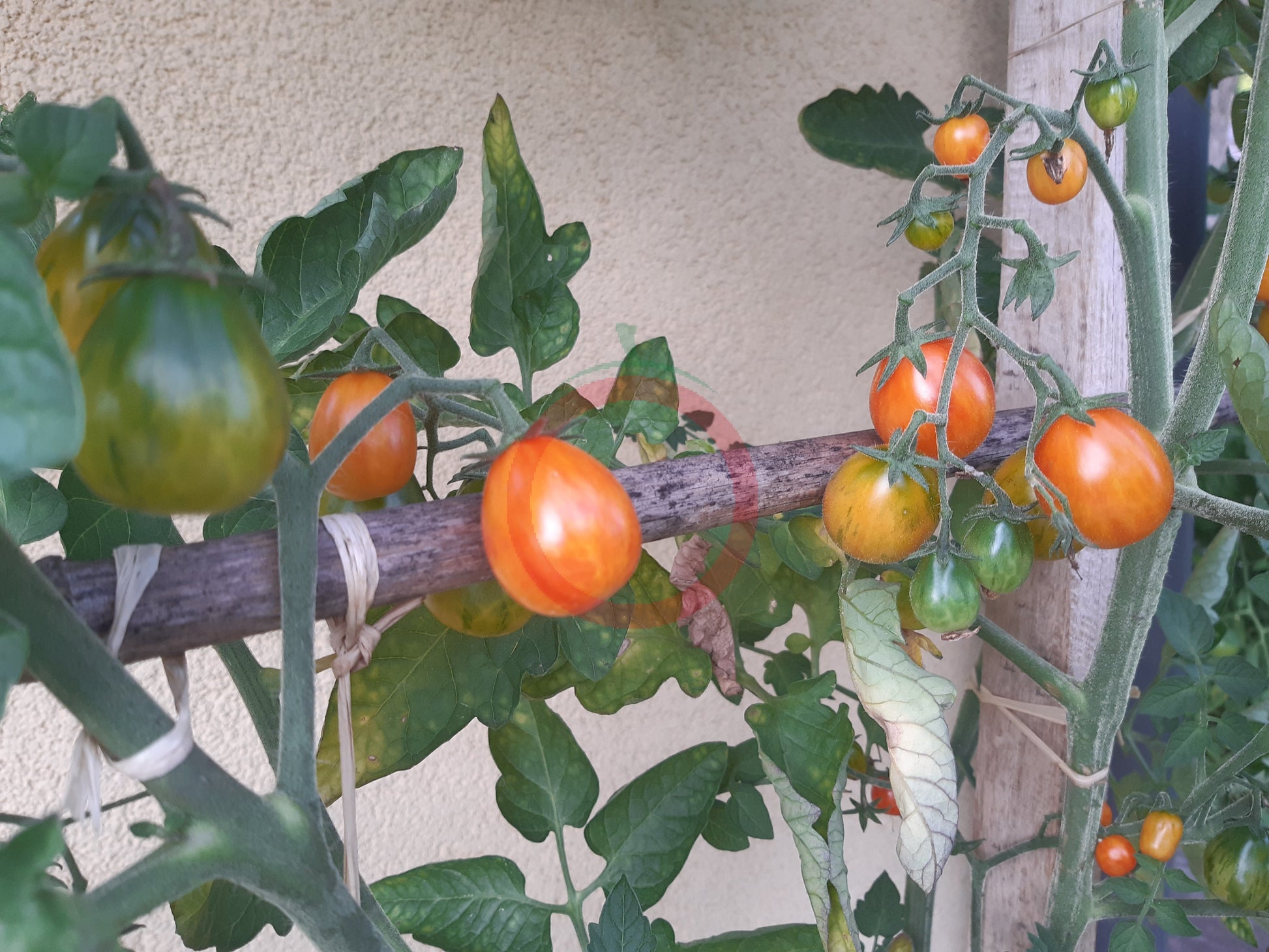 Starfire Isis DER TOMATENFLÜSTERER