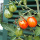 Starfire Isis DER TOMATENFLÜSTERER