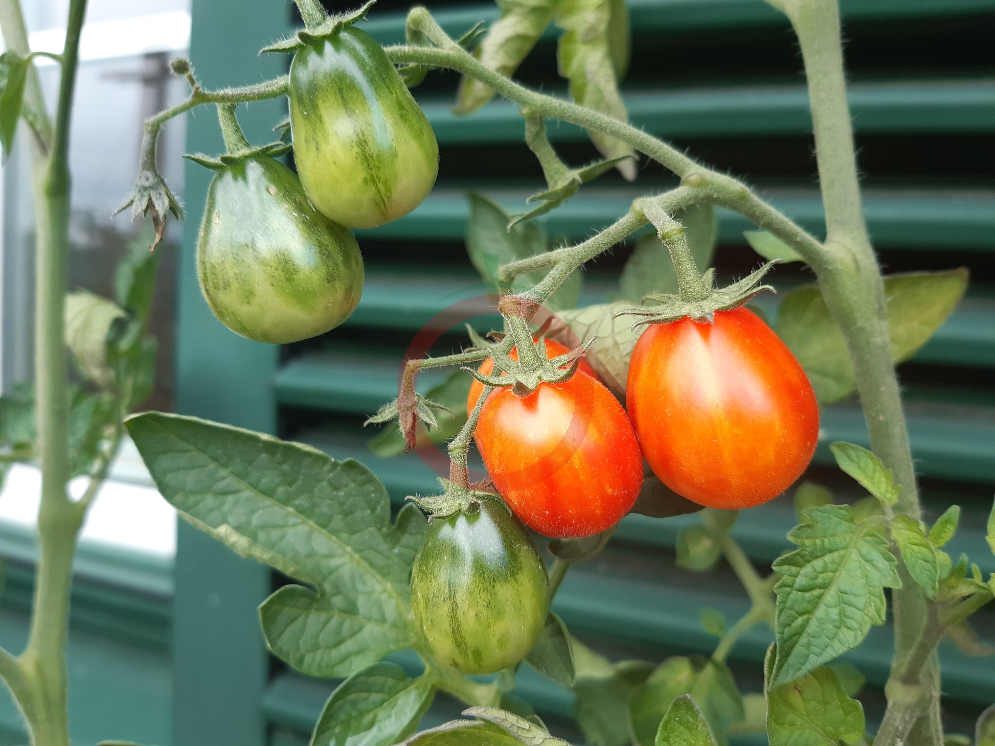 Starfire Isis DER TOMATENFLÜSTERER