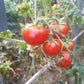 Stick DER TOMATENFLÜSTERER