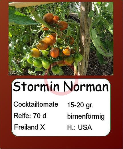 Stormin Norman DER TOMATENFLÜSTERER