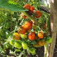 Stormin Norman DER TOMATENFLÜSTERER