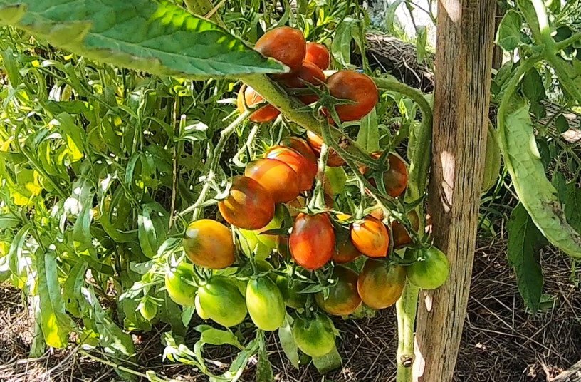 Stormin Norman DER TOMATENFLÜSTERER