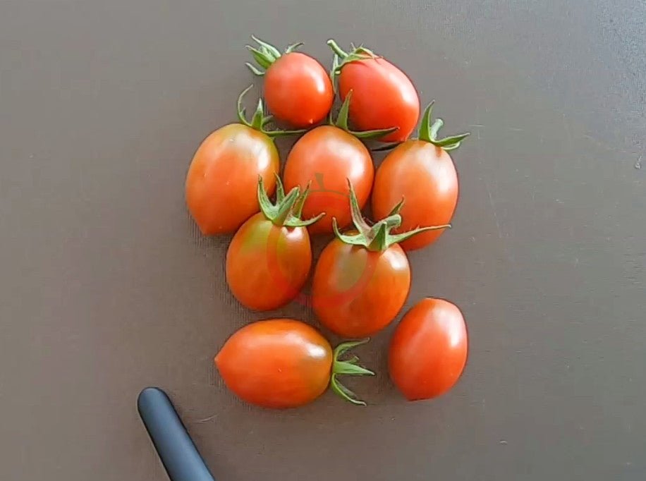 Stormin Norman DER TOMATENFLÜSTERER