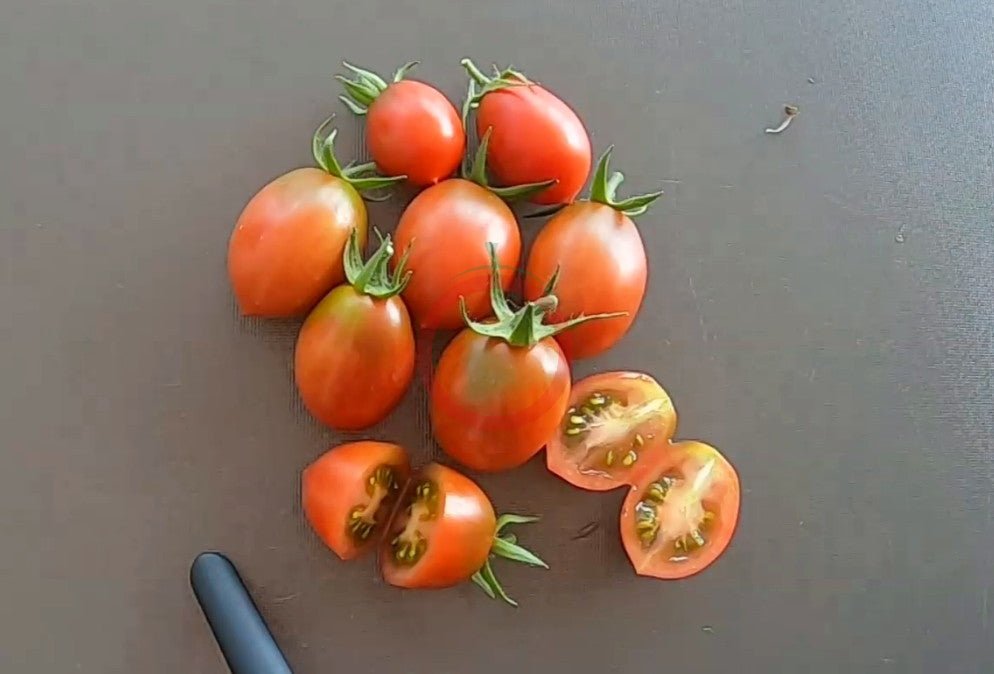 Stormin Norman DER TOMATENFLÜSTERER