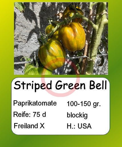 Striped Green Bell DER TOMATENFLÜSTERER
