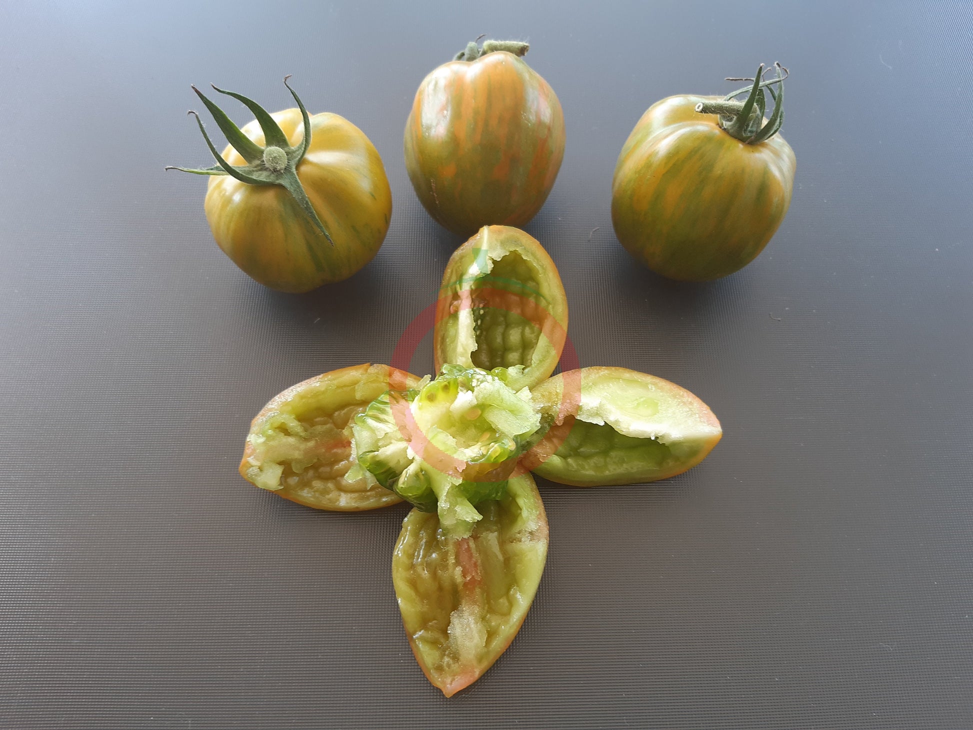 Striped Green Bell DER TOMATENFLÜSTERER