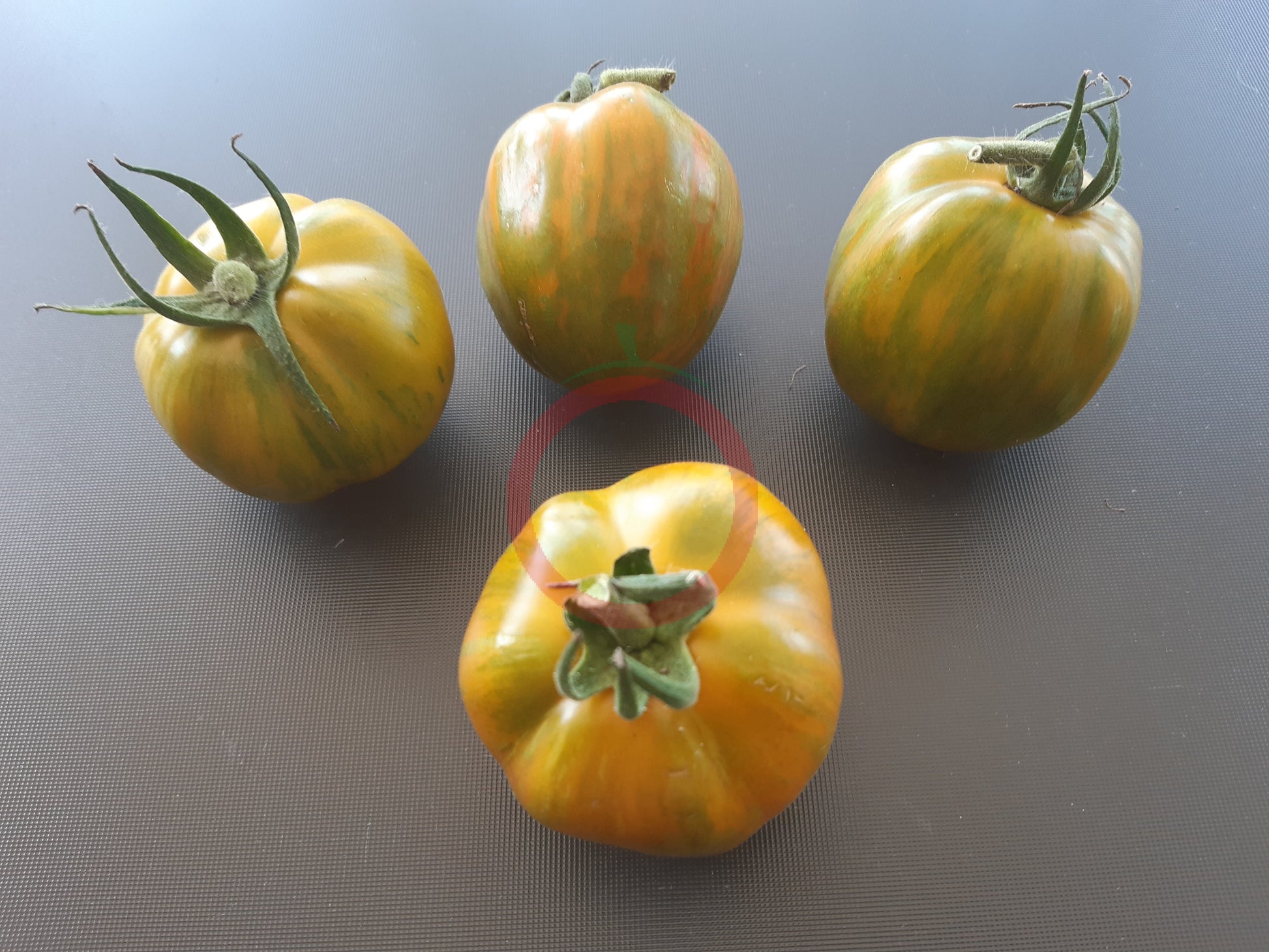 Striped Green Bell DER TOMATENFLÜSTERER