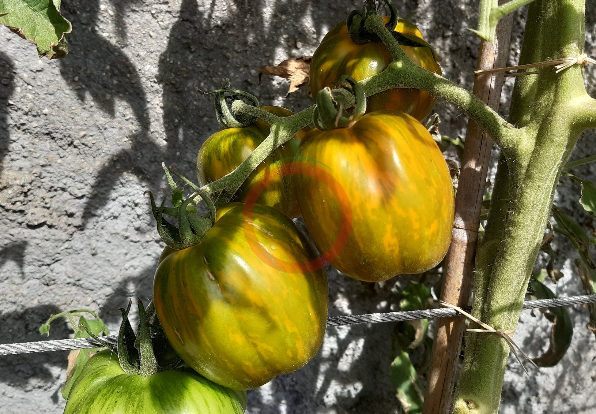 Striped Green Bell DER TOMATENFLÜSTERER