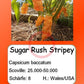 Sugar Rush Stripey DER TOMATENFLÜSTERER